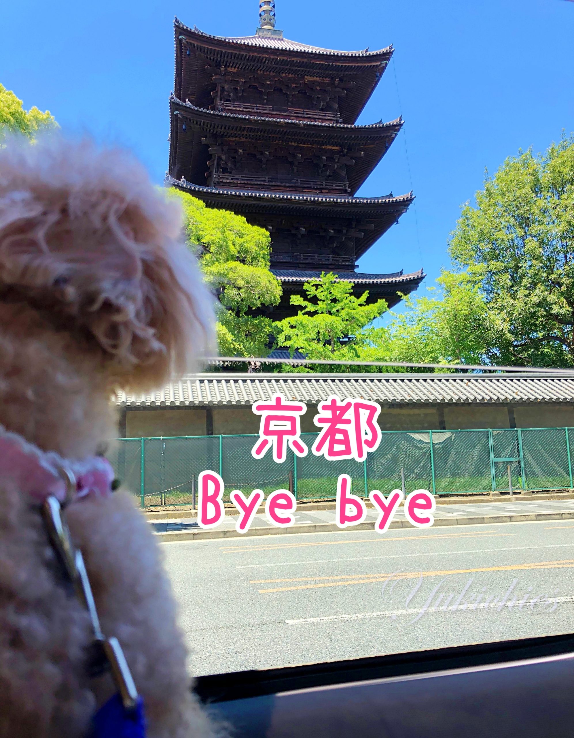 京都Bye bye トイプー杏ちゃん 岡山県倉敷&牛窓、2泊3日の旅行
