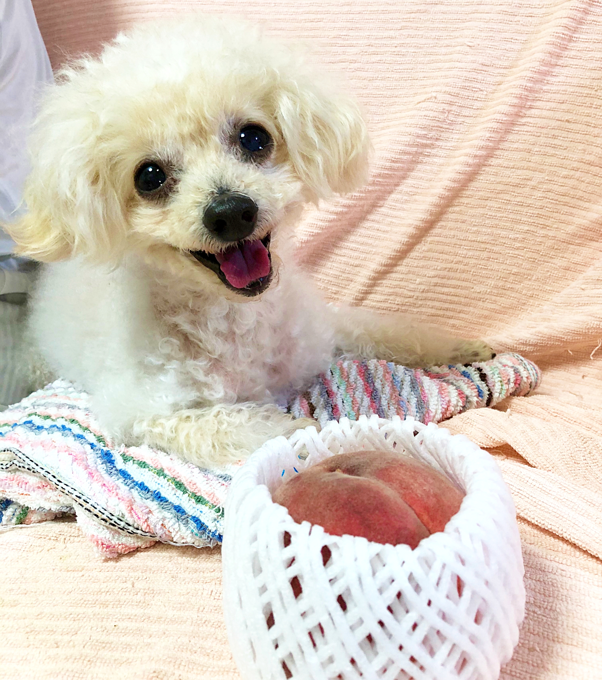 犬って桃を食べてもいいの トイプードル諭吉 杏に食べさせてみました 諭吉 杏のとことこ日記 トイプードル ブログ