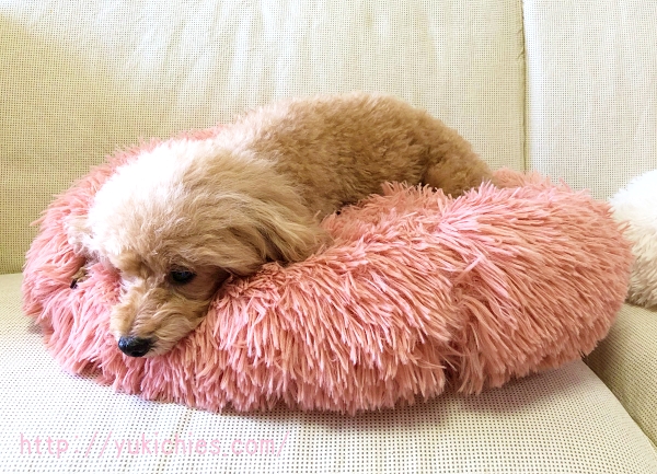 ふわふわもこもこ犬ベッドのピンクで寝る杏ちゃん