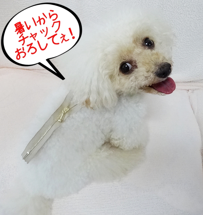 暑いから、チャックおろしてぇ！