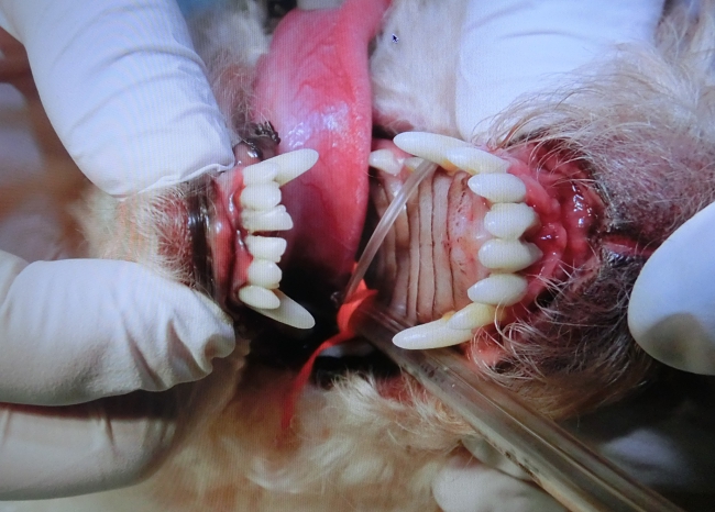 諭吉の抜歯、手術中前のモニター