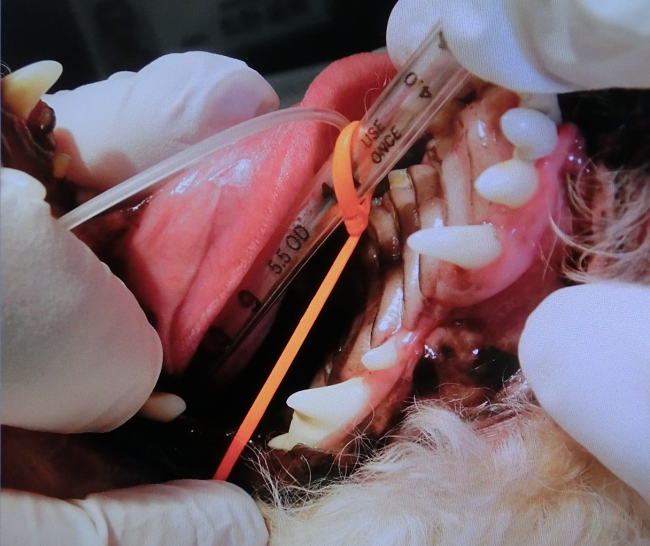 諭吉の抜歯、手術中後のモニター2