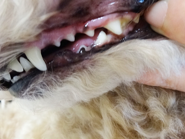 杏の左上の歯、歯石除去から1年後