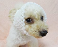 諭吉が桃ネットをかぶる