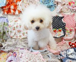 今まで作ったわんこ服と諭吉