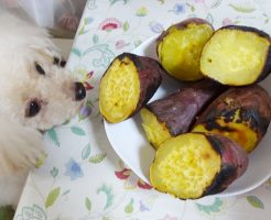 諭吉と自家製焼き芋