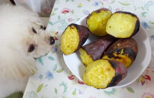 諭吉と自家製焼き芋
