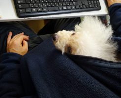 パソコン机で旦那とカンガルーの諭吉