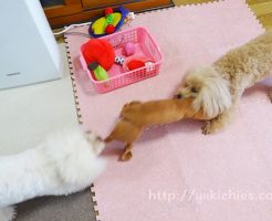 マジ喧嘩？それともじゃれ合い？