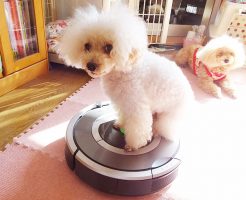 ルンバ君に乗らないでください