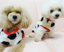 iDogのダルメシアンタンク、諭吉＆杏のお揃い