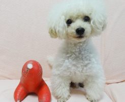 赤いお座り大根と諭吉