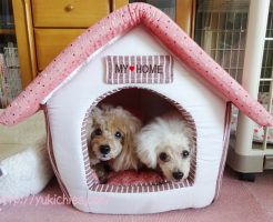 ５つ目のハウスに諭吉＆杏が入る