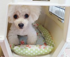 おやつが欲しい時はハウスする諭吉