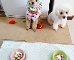 2017年初ワンコごはん