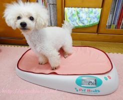 2017年1月7日の諭吉の体重は2.56kg