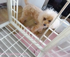 杏ちゃんのハウスの大掃除