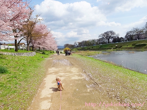 【京都の桜】上賀茂神社から北山の鴨川沿いのトイプードル杏