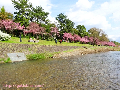 京都北山、鴨川沿いの紅枝垂れ桜