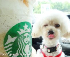 山陽自動車道　三木サービスエリア（下り）スターバックス　キャラメル・フラッペチーノ