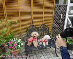 岡山県瀬戸内市牛窓　ワンちゃんと泊まる宿ラハイナ　写真撮影