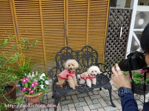 岡山県瀬戸内市牛窓　ワンちゃんと泊まる宿ラハイナ　写真撮影