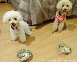 岡山県瀬戸内市牛窓　ワンちゃんと泊まる宿ラハイナ　ラハイナ特製さつまいもケーキを食べる諭吉＆杏