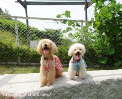 岡山県瀬戸内市牛窓　ワンちゃんと泊まる宿ラハイナ　記念撮影4