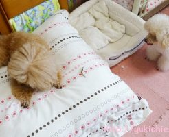 京都のいけずなトイプードル杏ちゃん