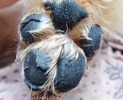 杏ちゃんの肉球の怪我