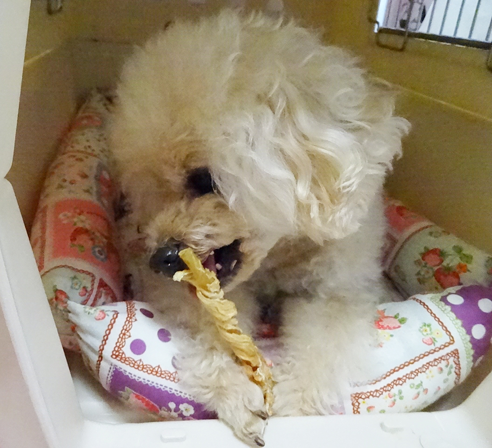 京都のいけずなトイプー杏ちゃん