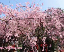 京都　水火天満宮（堀川通り御霊前通上がる）紅枝垂れ桜