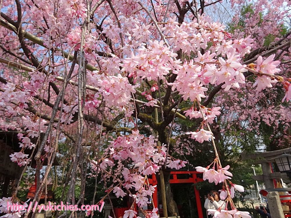 京都　水火天満宮（堀川通り御霊前通上がる）紅枝垂れ桜