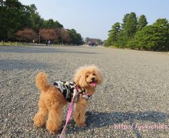 京都御所でお散歩　杏3