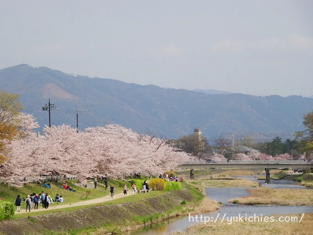 鴨川　西賀茂から北山　御園橋から見た桜と大文字山