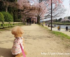 京都北山　半木の道（なからぎのみち）紅枝垂れ桜と杏ちゃん