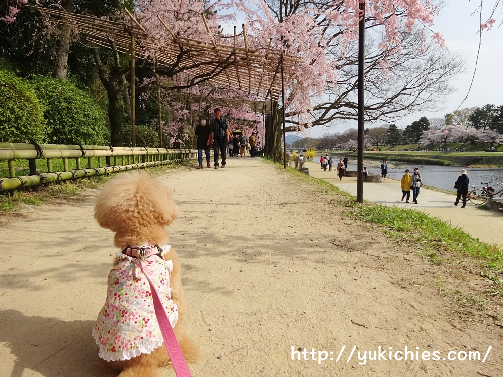 京都北山　半木の道（なからぎのみち）紅枝垂れ桜と杏ちゃん