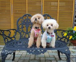 牛窓　ワンちゃんと泊まる宿ラハイナ　写真撮影 2018-3