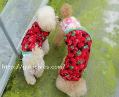 岡山県瀬戸内市牛窓　田淵いちご農園　いちごのお揃いの服