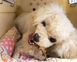 ささみ巻きガムは諭吉の大好物