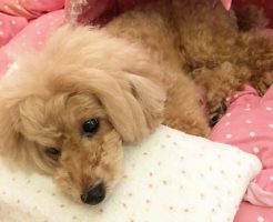 トイプー杏　アイスノンひんやり枕