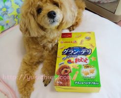 『グラン・デリ ワンちゃん専用 おっとっと』と杏ちゃん