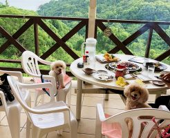 2018年夏　ワンちゃんと泊まる宿 ラハイナ　バーベキュー　諭吉と杏