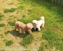 2018年夏　ワンちゃんと泊まる宿 ラハイナ　ドッグランのトイプー諭吉＆杏