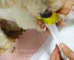 トイプー諭吉　点滴後の前足　テープを外す