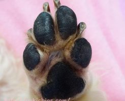 トイプー諭吉のお手入れした肉球