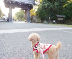 2018年秋、京都御所