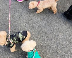 2019年初めてのお散歩　トイプー諭吉　トイプー大吉　トイプー杏