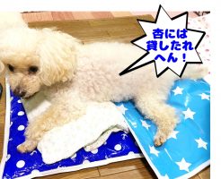 トイプー諭吉　冷んやりマットとアイスノンを独り占め
