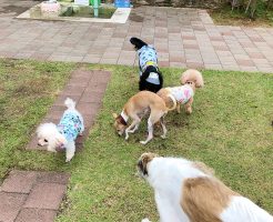 新名神高速道路　宝塚北サービスエリア　ドッグラン　ボルゾイ　諭吉　杏